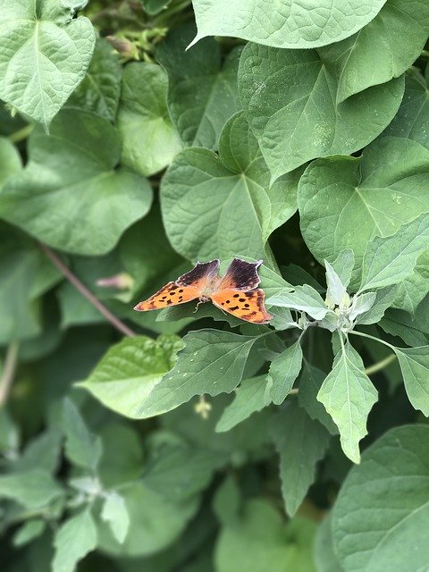 Free download Butterfly Central Park Nyc New -  free photo or picture to be edited with GIMP online image editor