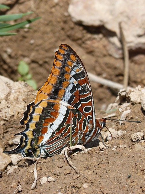 Free download butterfly charaxes jasius free picture to be edited with GIMP free online image editor