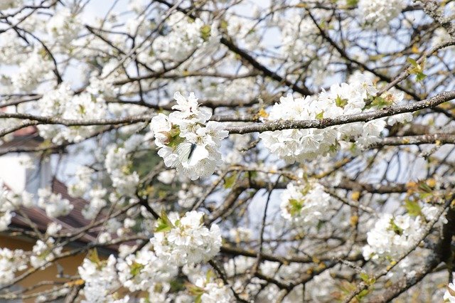 Free download Butterfly Cherry Tree -  free photo or picture to be edited with GIMP online image editor