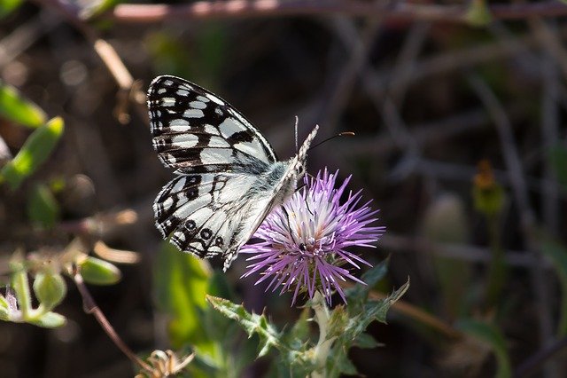 Free download Butterfly Chessboard White -  free photo or picture to be edited with GIMP online image editor