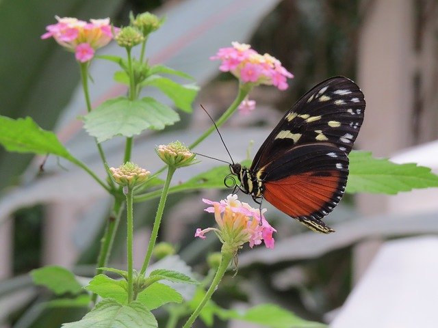 Free download Butterfly Close Up Blossom -  free photo or picture to be edited with GIMP online image editor