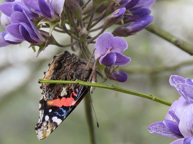 Free download Butterfly Closeup Brown -  free photo or picture to be edited with GIMP online image editor