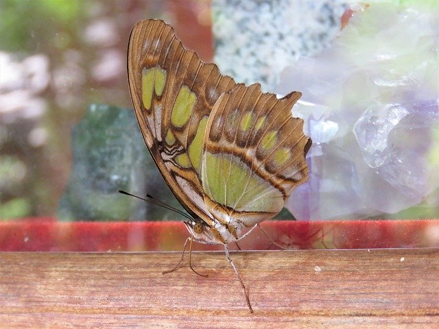 Free download Butterfly Closeup Insect -  free photo or picture to be edited with GIMP online image editor