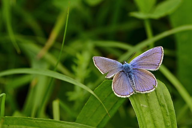 Free download butterfly common blue butterfly free picture to be edited with GIMP free online image editor