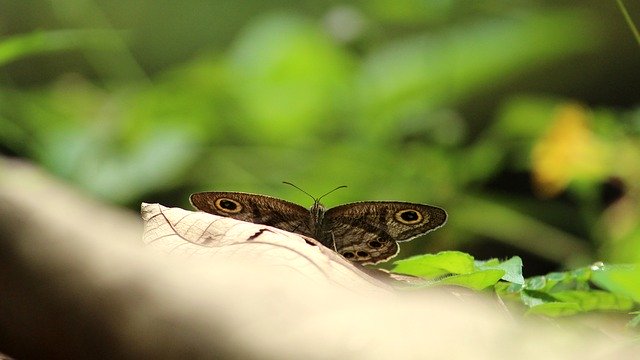 Free download Butterfly Common Eyes -  free photo or picture to be edited with GIMP online image editor