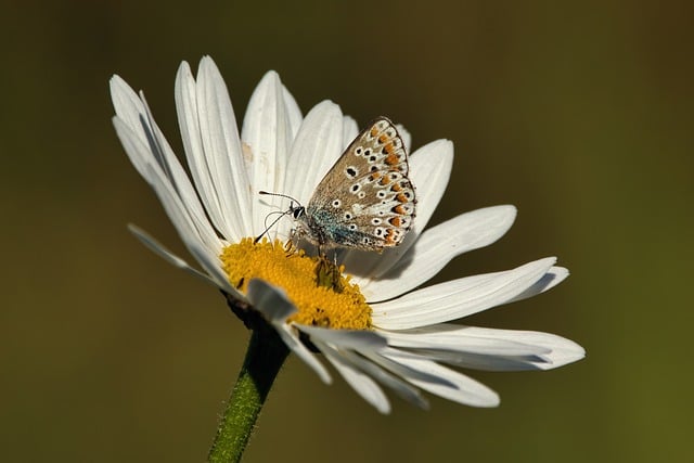 Free download butterfly daisy pollination nature free picture to be edited with GIMP free online image editor