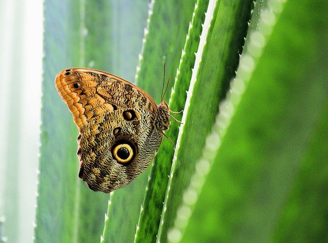 Free download Butterfly Detail Cactus -  free photo or picture to be edited with GIMP online image editor