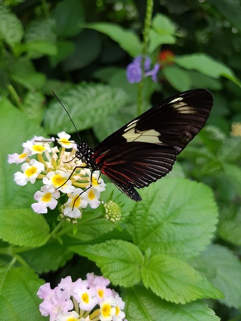 Free download Butterfly Doris Falter Heliconius free photo template to be edited with GIMP online image editor