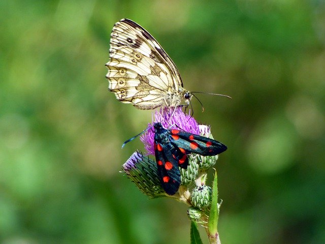 Free download Butterfly Drôme Summer -  free photo or picture to be edited with GIMP online image editor