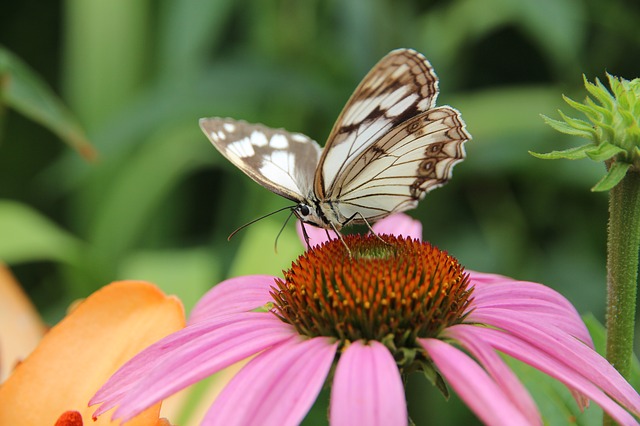 Free download butterfly echinacea medicinal plant free picture to be edited with GIMP free online image editor