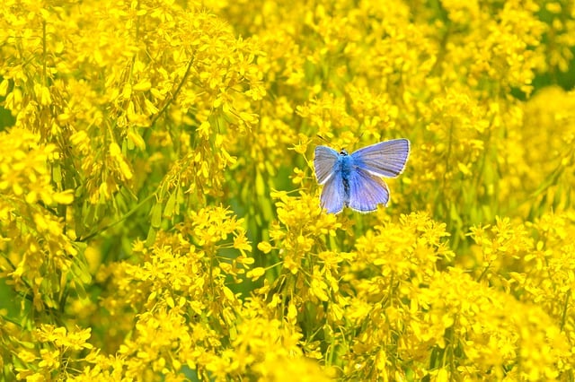 Free download butterfly field insect flowers free picture to be edited with GIMP free online image editor