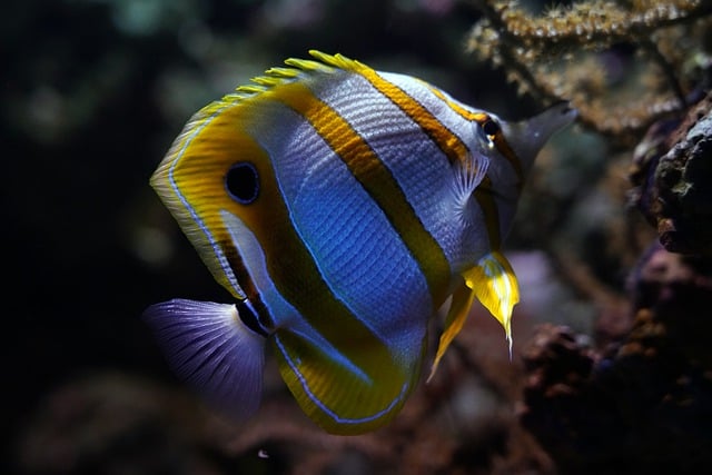 Free download butterflyfish fish tank aquarium free picture to be edited with GIMP free online image editor