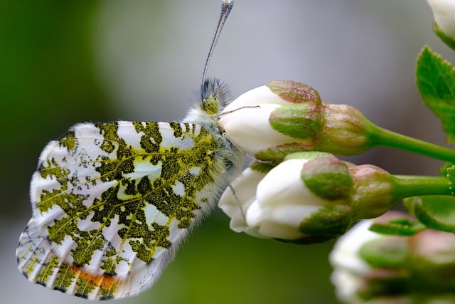 Free download butterfly flower bud orange tip free picture to be edited with GIMP free online image editor