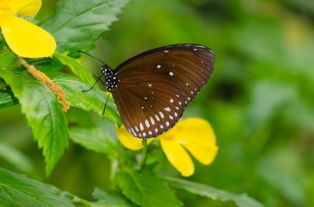 Free download Butterfly Flower Bug free photo template to be edited with GIMP online image editor