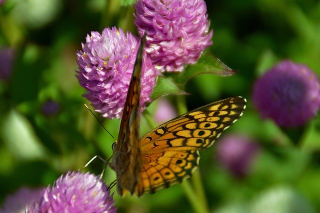 Free download Butterfly Flower Butterflies -  free photo or picture to be edited with GIMP online image editor