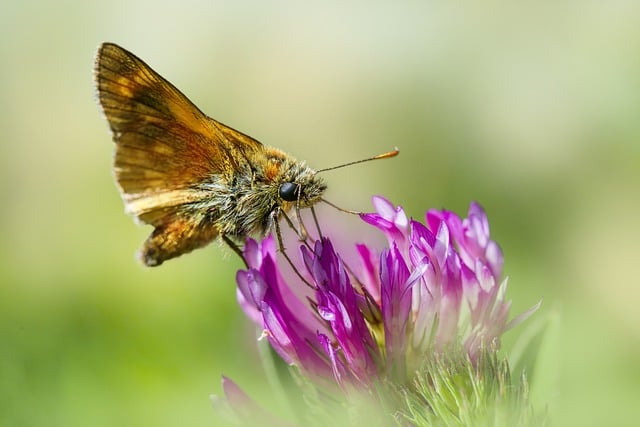 Free download butterfly flower essex skipper free picture to be edited with GIMP free online image editor