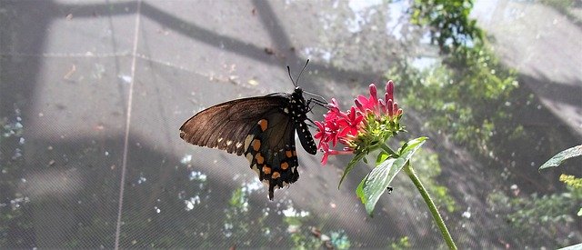 Free download Butterfly Flower Feeding -  free photo or picture to be edited with GIMP online image editor