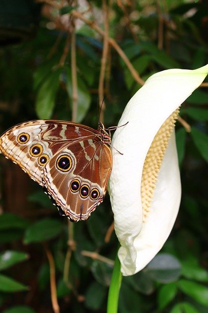 Free download Butterfly Flower Garden -  free photo or picture to be edited with GIMP online image editor