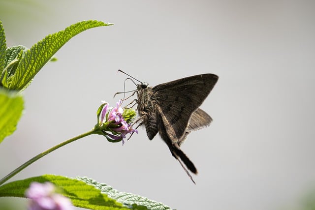 Free download butterfly flower insect fauna free picture to be edited with GIMP free online image editor