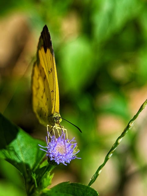 Free download butterfly flower insect flora free picture to be edited with GIMP free online image editor