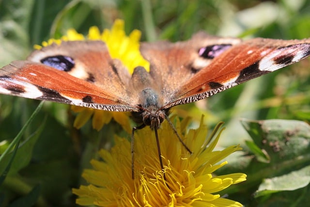 Free download butterfly flower insect pollen free picture to be edited with GIMP free online image editor