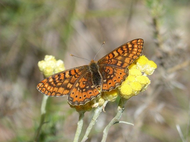 Free download Butterfly Flower Libar Marsh -  free photo or picture to be edited with GIMP online image editor