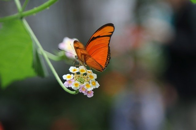 Free download Butterfly Flower Orange Close -  free photo or picture to be edited with GIMP online image editor