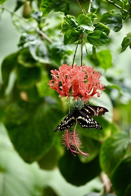 Free download butterfly flower pollination insect free picture to be edited with GIMP free online image editor