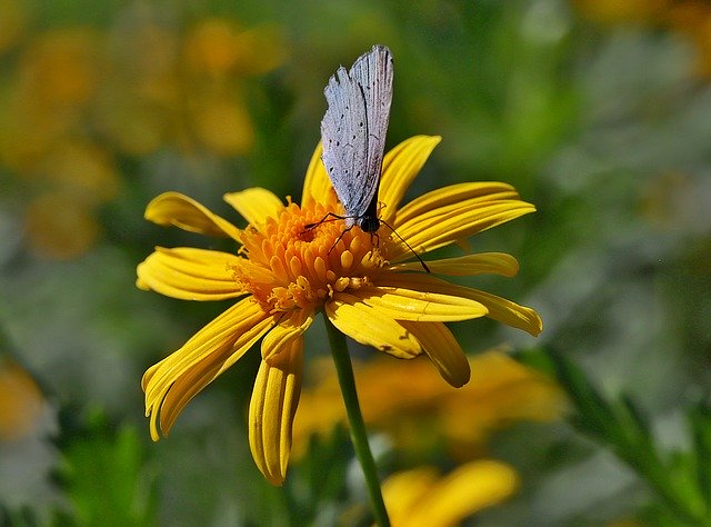 Free download Butterfly Flowers Gardening Flight -  free photo or picture to be edited with GIMP online image editor