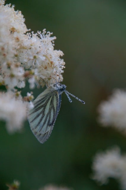 Free download butterfly flowers insect dewdrops free picture to be edited with GIMP free online image editor