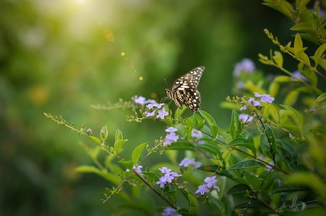 Free download butterfly flowers nature insect free picture to be edited with GIMP free online image editor