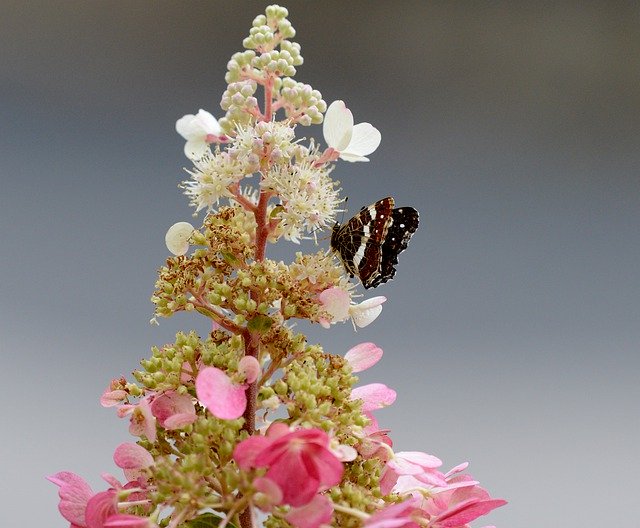 Free download Butterfly Flowers Pink -  free photo or picture to be edited with GIMP online image editor