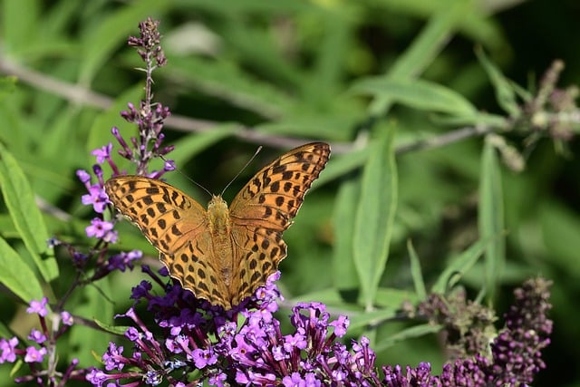 Free download butterfly flowers pollen free picture to be edited with GIMP free online image editor