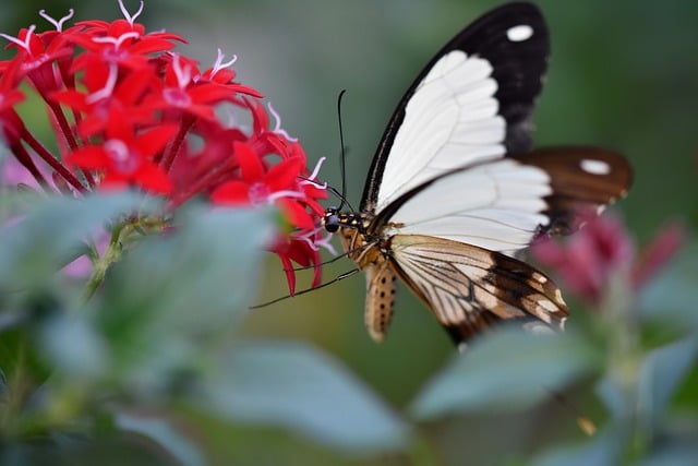 Free download butterfly flowers pollination free picture to be edited with GIMP free online image editor