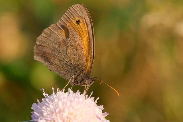 Free download butterfly flowers pollination macro free picture to be edited with GIMP free online image editor