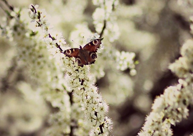 Free download Butterfly Flowers White -  free photo or picture to be edited with GIMP online image editor