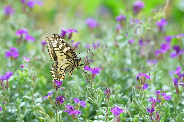 Free download butterfly flowers wings nature free picture to be edited with GIMP free online image editor