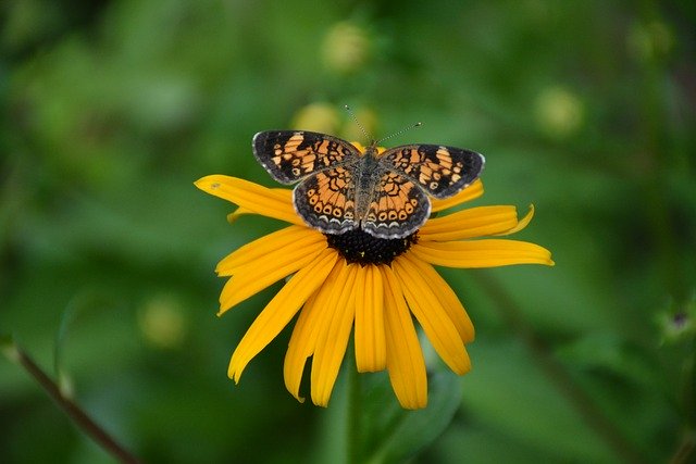 Free download Butterfly Flower Yellow -  free photo or picture to be edited with GIMP online image editor