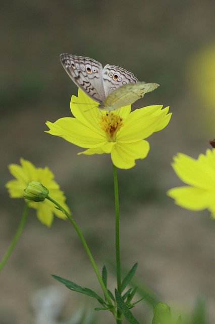 Free download Butterfly Flower Yellow Garden -  free photo or picture to be edited with GIMP online image editor