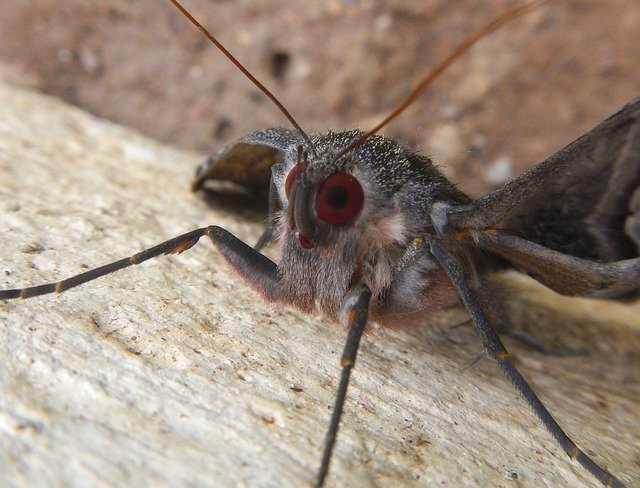 Free download Butterfly Flying Hairy -  free photo or picture to be edited with GIMP online image editor