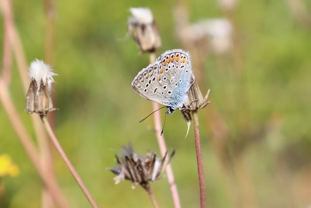 Free download butterfly forager insect spring free picture to be edited with GIMP free online image editor