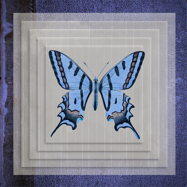 Free download Butterfly Frame Design -  free illustration to be edited with GIMP free online image editor