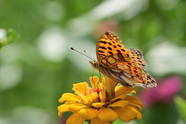 Free download butterfly fritillary flower pollen free picture to be edited with GIMP free online image editor