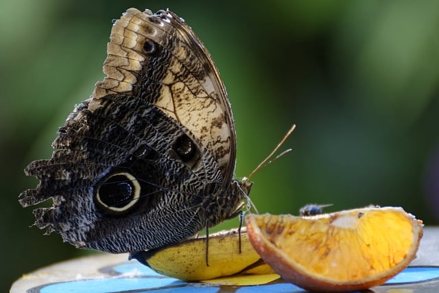 Free download butterfly fruit orange bokeh free picture to be edited with GIMP free online image editor