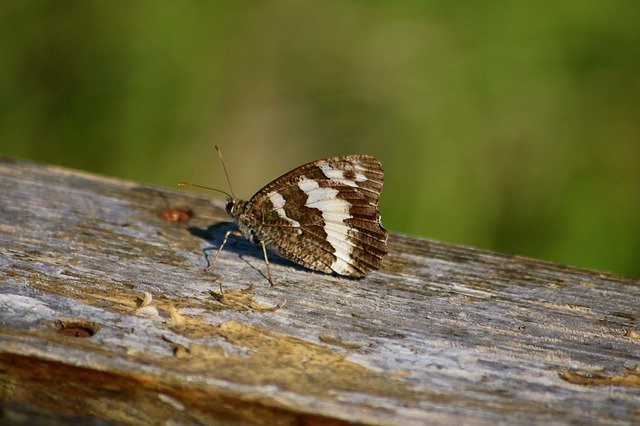 Free download Butterfly Great Branded Grayling -  free photo or picture to be edited with GIMP online image editor