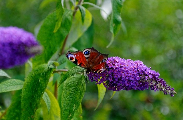 Free download Butterfly Green Bug -  free photo or picture to be edited with GIMP online image editor