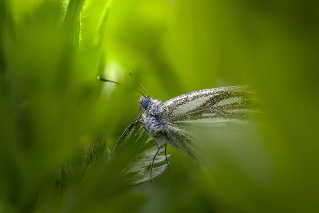 Free download butterfly green veined white free picture to be edited with GIMP free online image editor