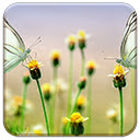 Butterfly Heaven  screen for extension Chrome web store in OffiDocs Chromium