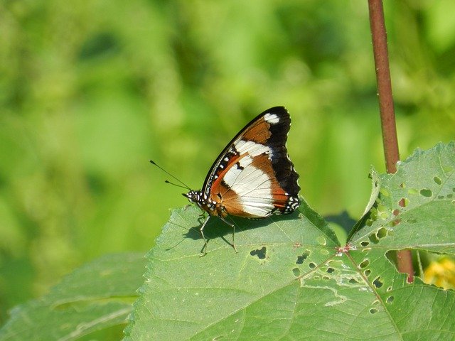 Free download Butterfly India Wild -  free photo or picture to be edited with GIMP online image editor