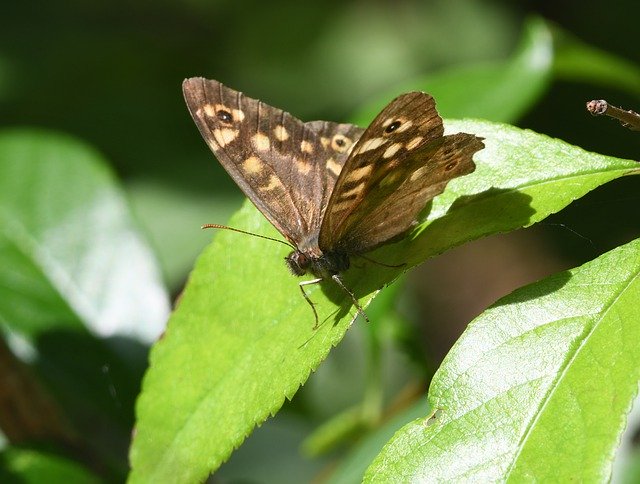 Free download Butterfly Insect Ali -  free photo or picture to be edited with GIMP online image editor